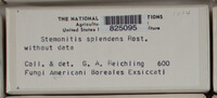 Stemonitis splendens image